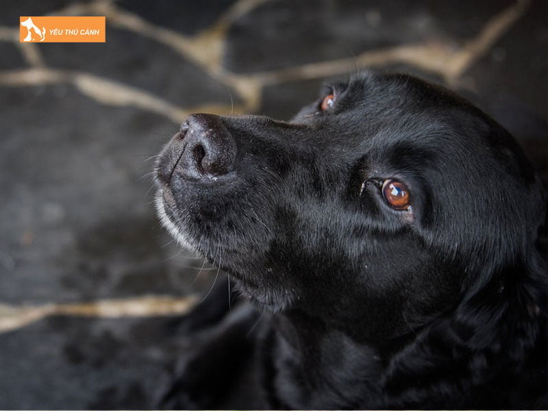 goi-ten-cho-den-dua-theo-ngoai-hinh-1-thucanh