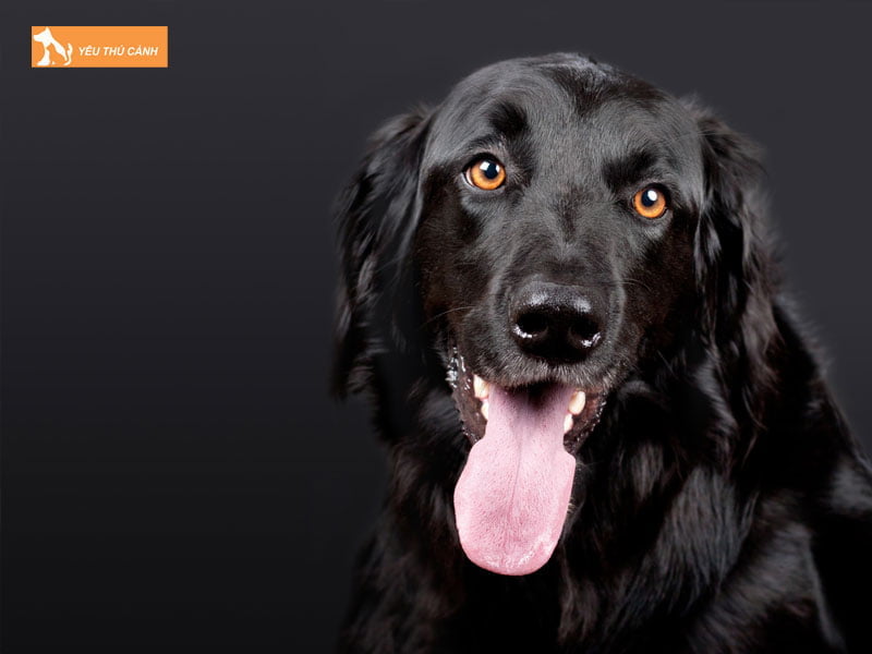 goi-ten-cho-den-dua-theo-ngoai-hinh-2-thucanh