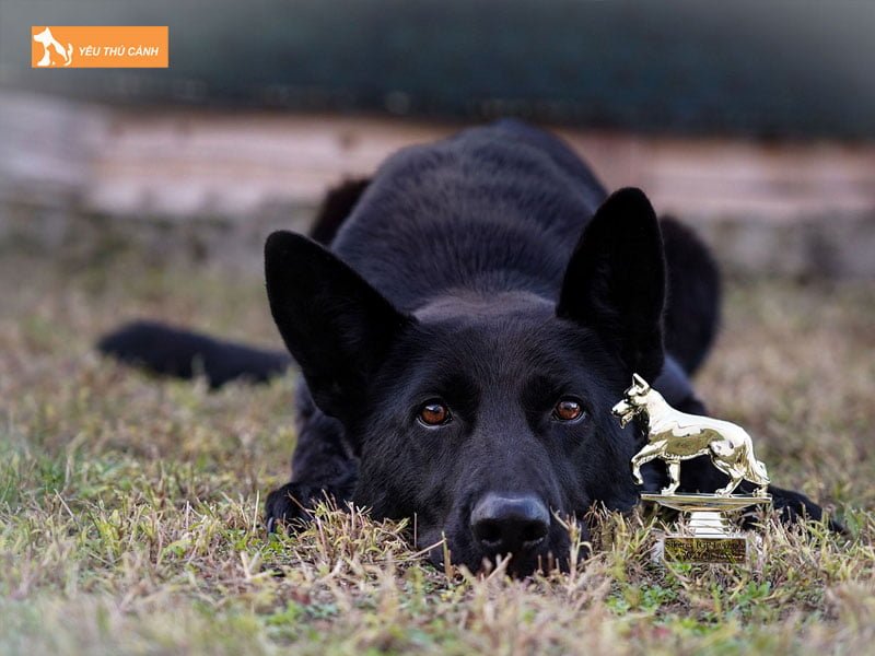 goi-ten-cho-den-dua-theo-ngoai-hinh-thucanh