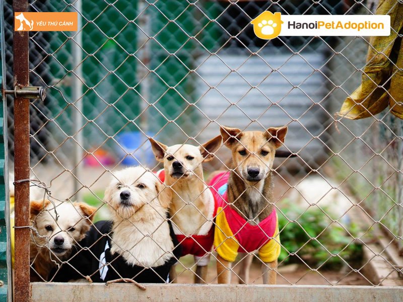 hanoi-pet-adoption-cham-nuoi-cho-meo-lang-thang-uy-tin-tai-ha-noi-thucanh