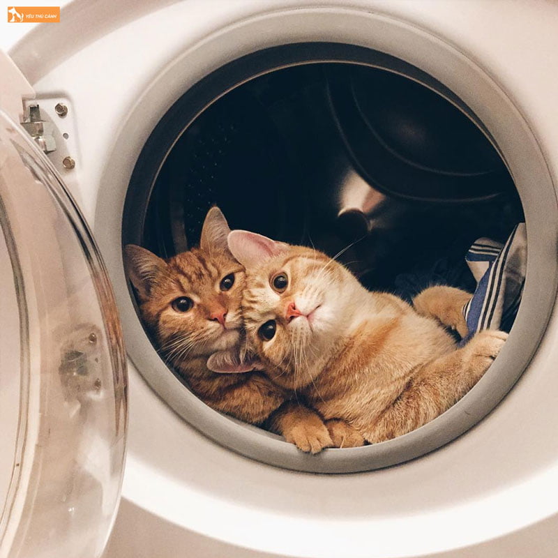 hinh-nen-dien-thoai-meo-cap-2-thucanh