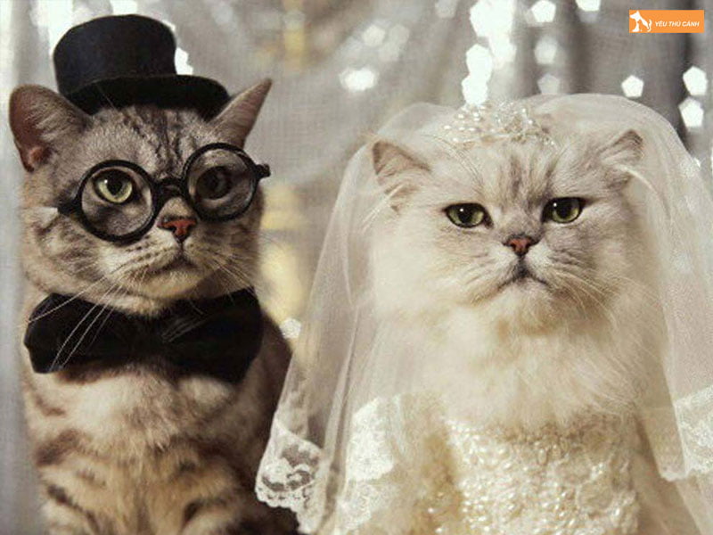 hinh-nen-dien-thoai-meo-cap-3-thucanh