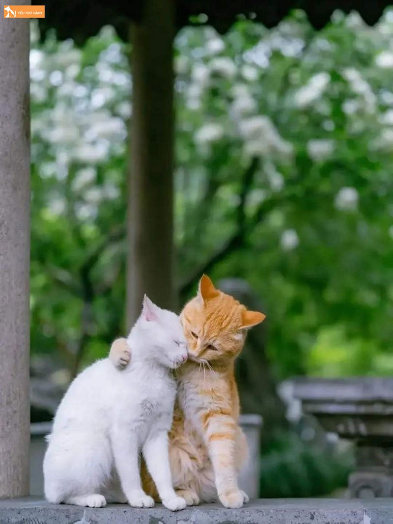 hinh-nen-dien-thoai-meo-cap-4-thucanh