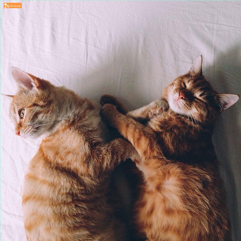 hinh-nen-dien-thoai-meo-cap-thucanh