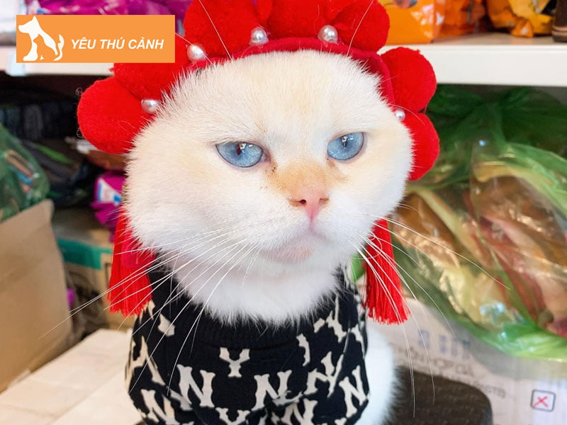 hoang-thuong-pet-shop-spa-thucanh