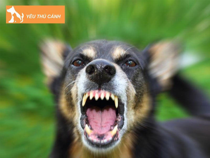 khoang-thoi-gian-u-benh-dai-cua-nguoi-bi-cho-dai-can-1-thucanh