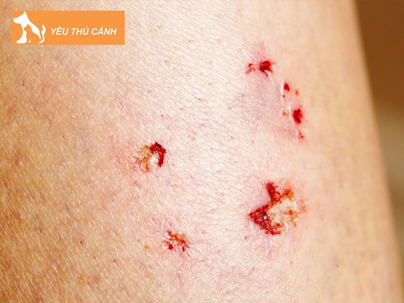 khoang-thoi-gian-u-benh-dai-cua-nguoi-bi-cho-dai-can-2-thucanh