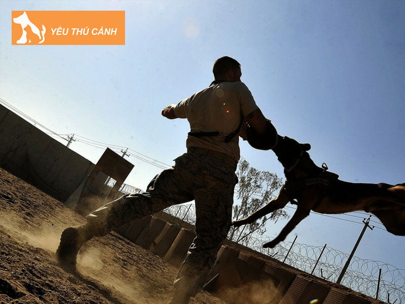 khoang-thoi-gian-u-benh-dai-cua-nguoi-bi-cho-dai-can-thucanh