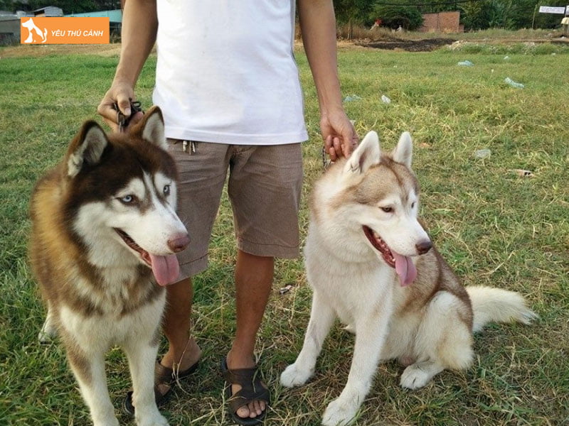 Kiem-tra-xem-husky-da-mang-thai-chua-thucanh