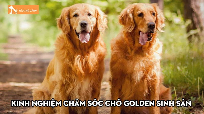 Kinh nghiệm chăm sóc chó Golden sinh sản hiệu quả nhất