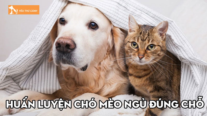 Kinh nghiệm huấn luyện chó mèo ngủ đúng chỗ đơn giản, hiệu quả