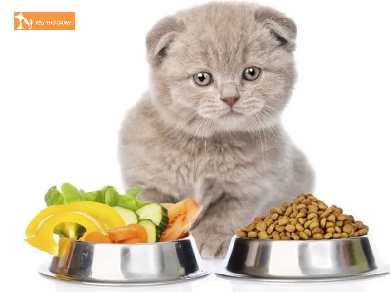Kinh-nghiem-khi-cho-meo-an-rau-cu-qua-thucanh