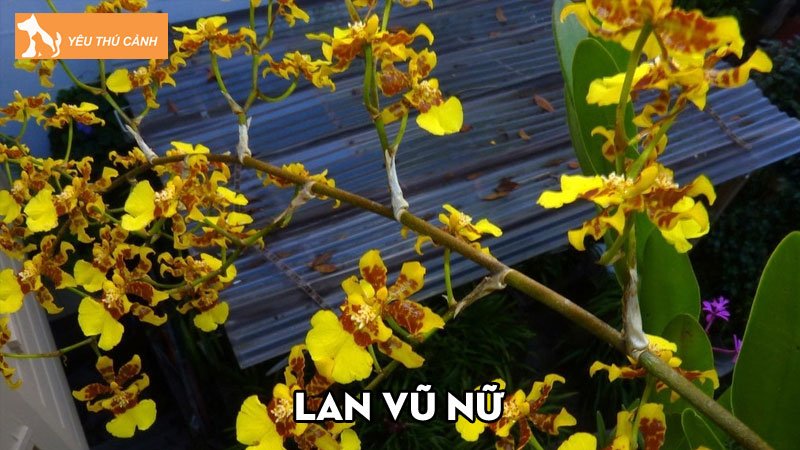 Lan vũ nữ – Đặc điểm, phân loại và bí quyết chăm sóc hiệu quả