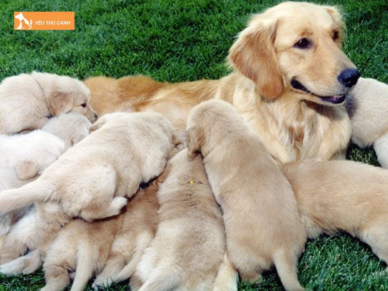 luu-y-trong-thoi-diem-cho-golden-me-sinh-con-thucanh