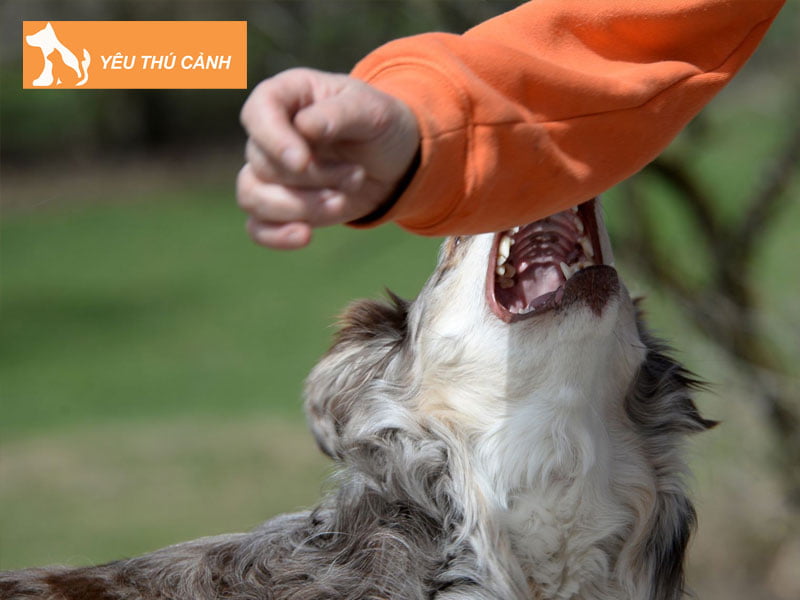 ly-giai-hien-tuong-mo-thay-cho-can-1-thucanh