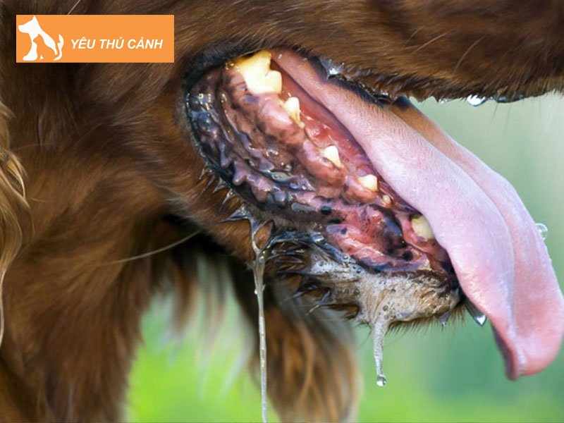 ly-giai-hien-tuong-mo-thay-cho-can-2-thucanh