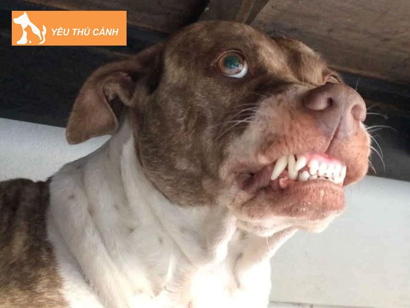 ly-giai-hien-tuong-mo-thay-cho-can-3-thucanh