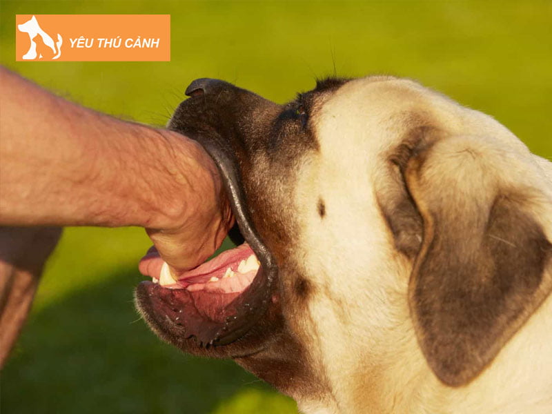 ly-giai-hien-tuong-mo-thay-cho-can-thucanh