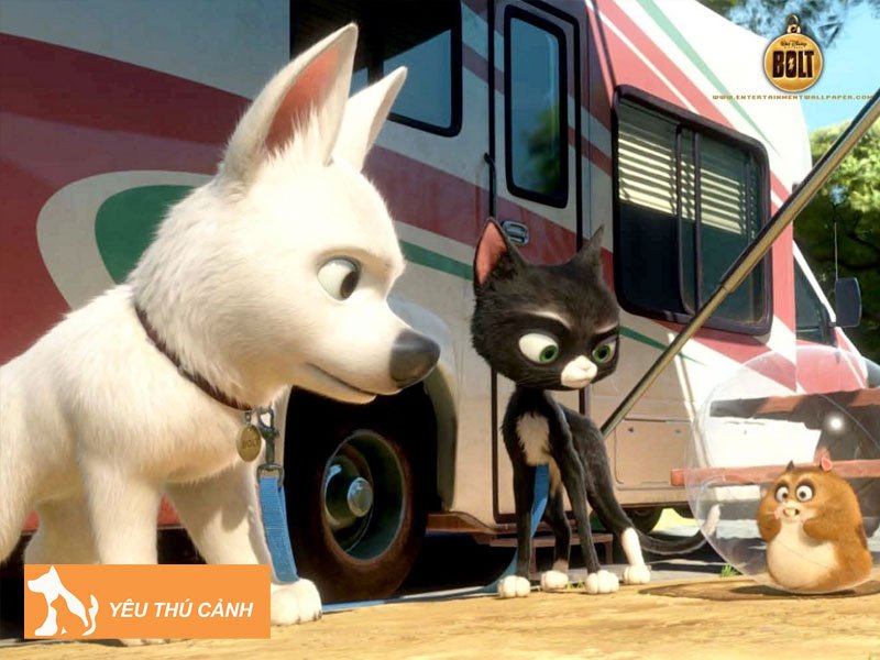 ly-giai-mot-so-giac-mo-thay-cho-meo-1-thucanh