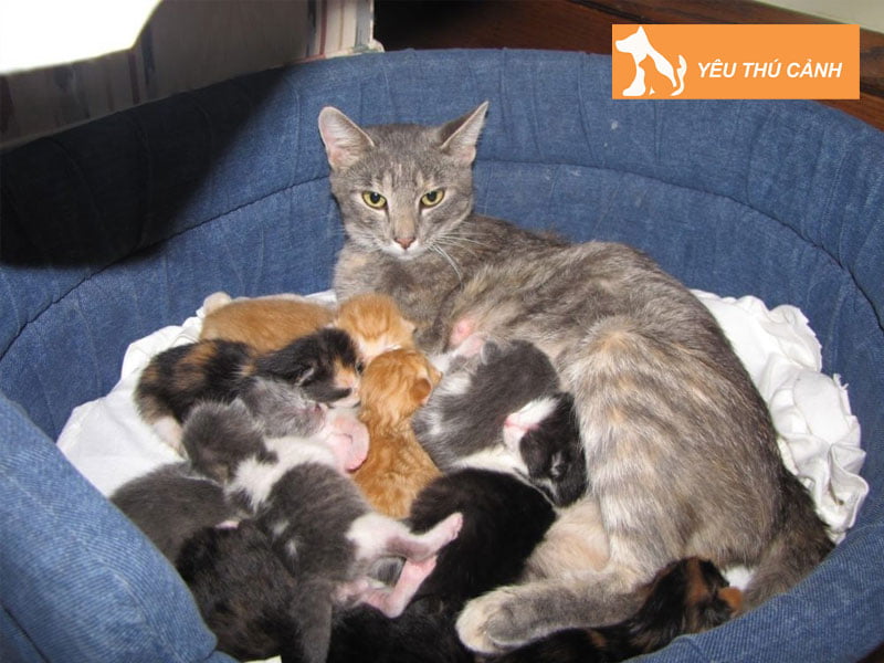 ly-giai-mot-so-giac-mo-thay-cho-meo-2-thucanh