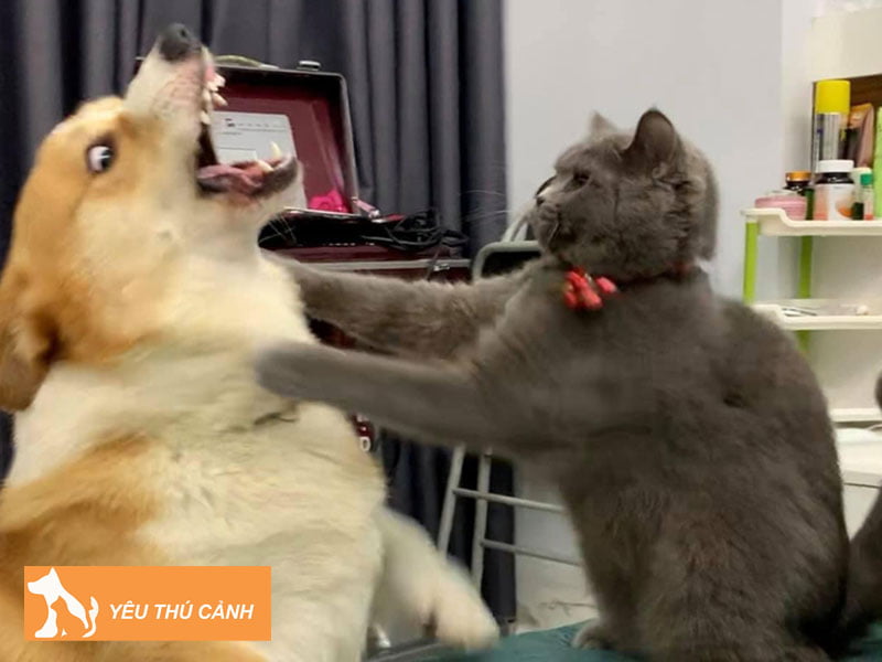 ly-giai-mot-so-giac-mo-thay-cho-meo-thucanh