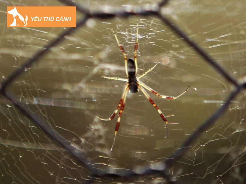 mang-nhen-giang-khap-nha-thucanh