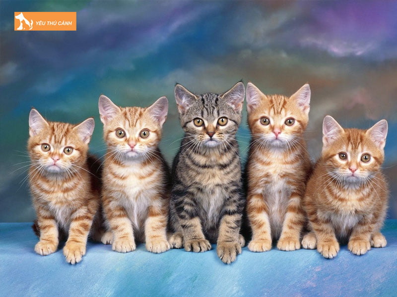 meo-6-thang-tuoi-thuong-nang-bao-nhieu-kg-thucanh