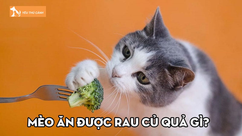 Mèo ăn được rau củ quả gì? Một số lưu ý khi cho mèo ăn hằng ngày