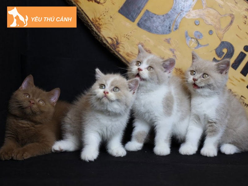 meo-anh-long-ngan-mau-cinnamon-fawn-thucanh