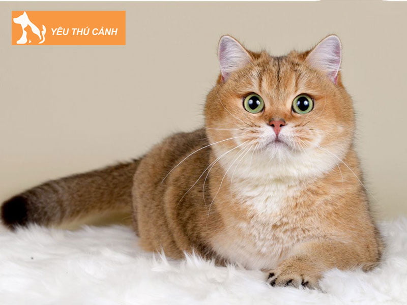 meo-anh-mau-golden-silver-thucanh