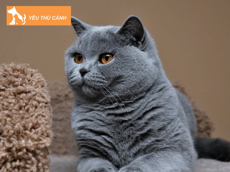 meo-anh-mau-xam-xanh-xam-lilac-bicolor-hyma-thucanh