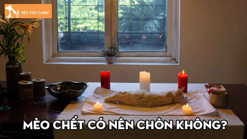 meo-chet-co-nen-chon-khong-vi-sao-meo-chet-khong-nham-mat-thucanh