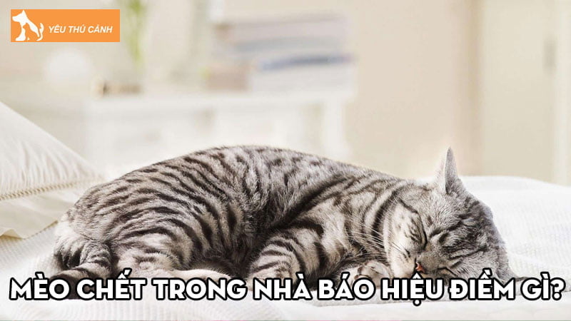 Mèo chết trong nhà báo hiệu điềm gì? Nên đánh số mấy?