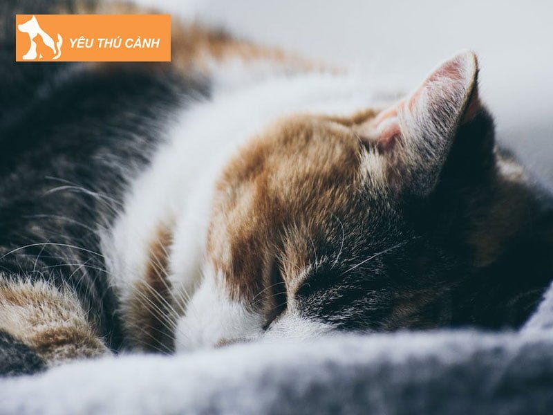 meo-chet-trong-nha-co-xau-khong-thucanh