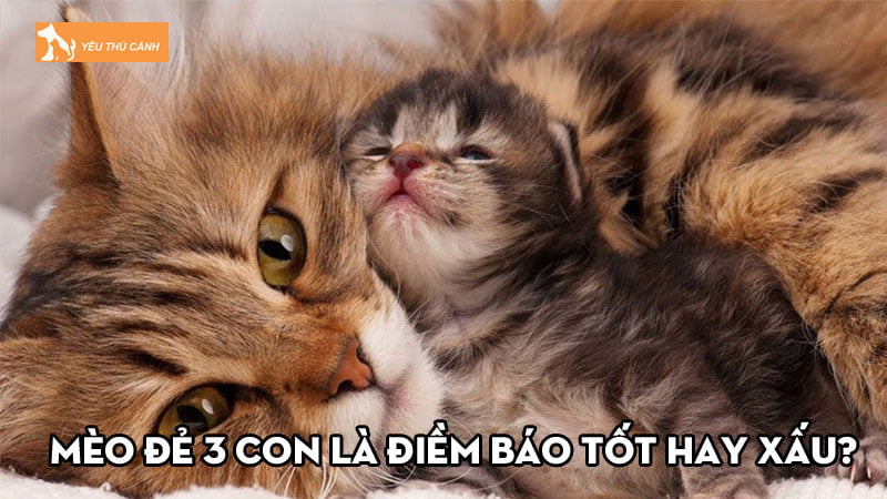Mèo đẻ 3 con là điềm báo tốt hay xấu? Bật mí con số nên đánh