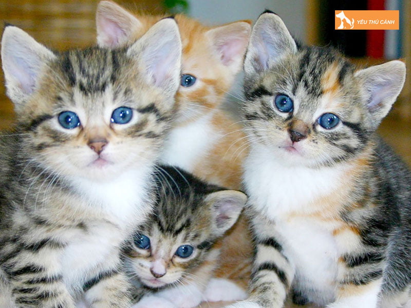 meo-de-4-con-la-diem-bao-gi-1-thucanh