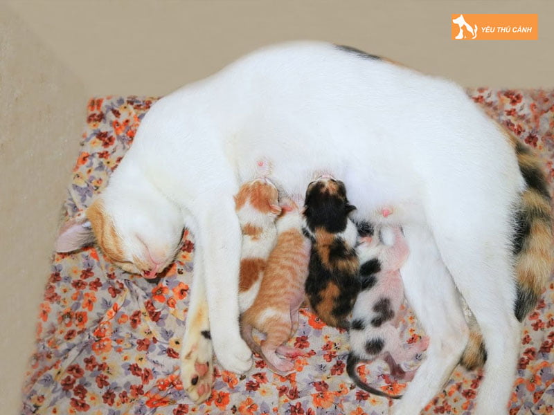 meo-de-4-con-la-diem-bao-gi-2-thucanh