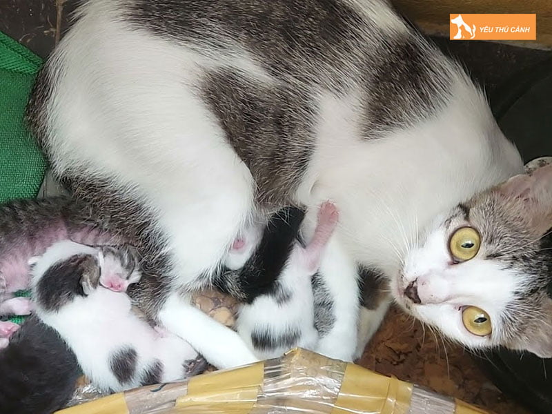 meo-de-4-con-la-diem-bao-gi-3-thucanh