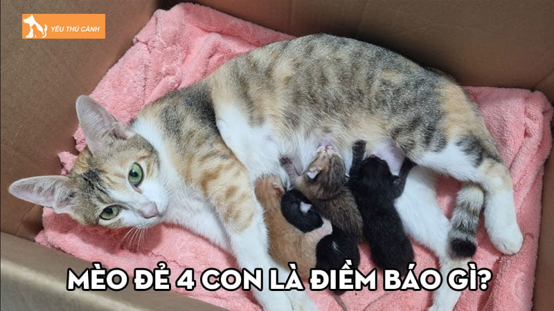 Mèo đẻ 4 con là điềm báo gì? Lựa chọn con số nào phù hợp