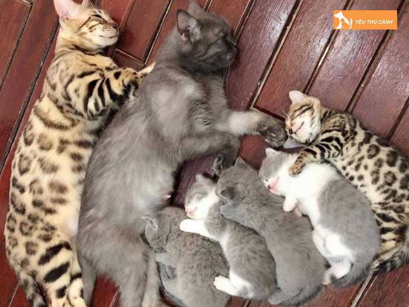 meo-de-4-con-la-diem-bao-gi-thucanh