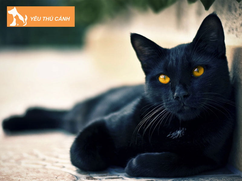 meo-den-vao-nha-la-diem-gi-thucanh