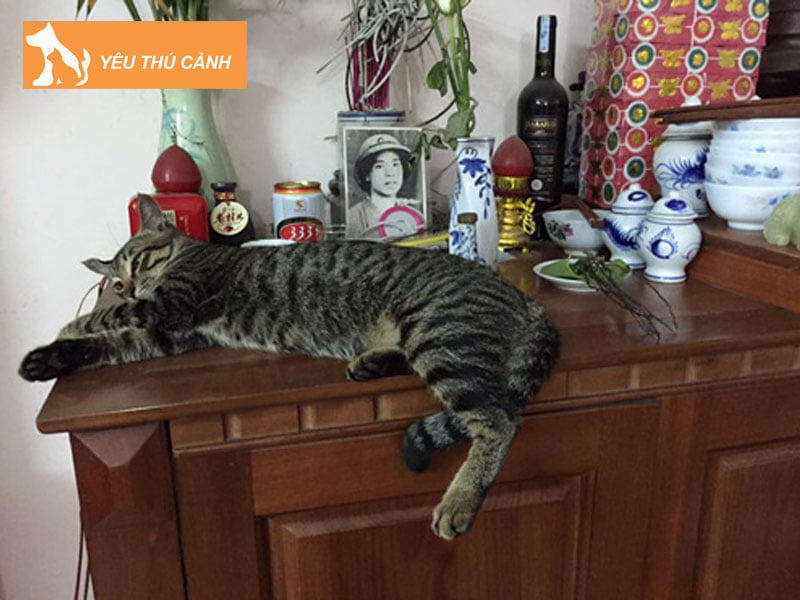 meo-nhay-len-ban-tho-co-sao-khong-thucanh