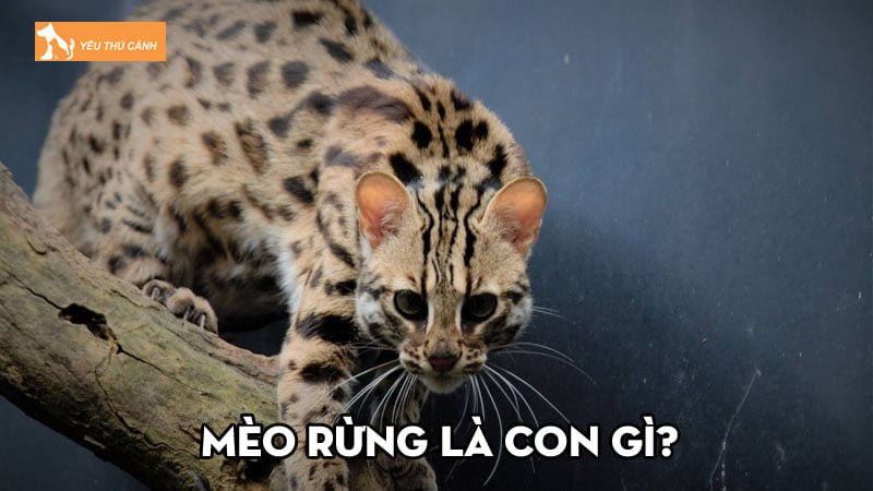 Mèo rừng là con gì? Mẹo nhận biết nơi có mèo rừng và cách bẫy