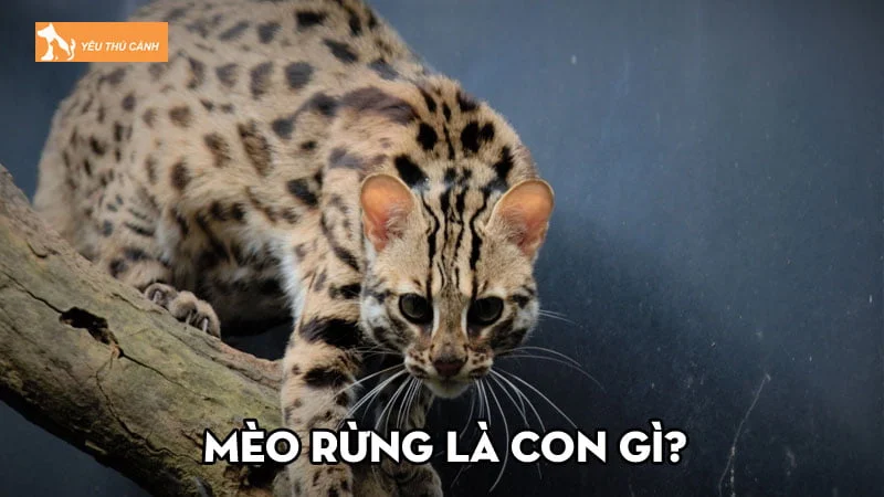 Mèo rừng là con gì? Mẹo nhận biết nơi có mèo rừng và cách bẫy