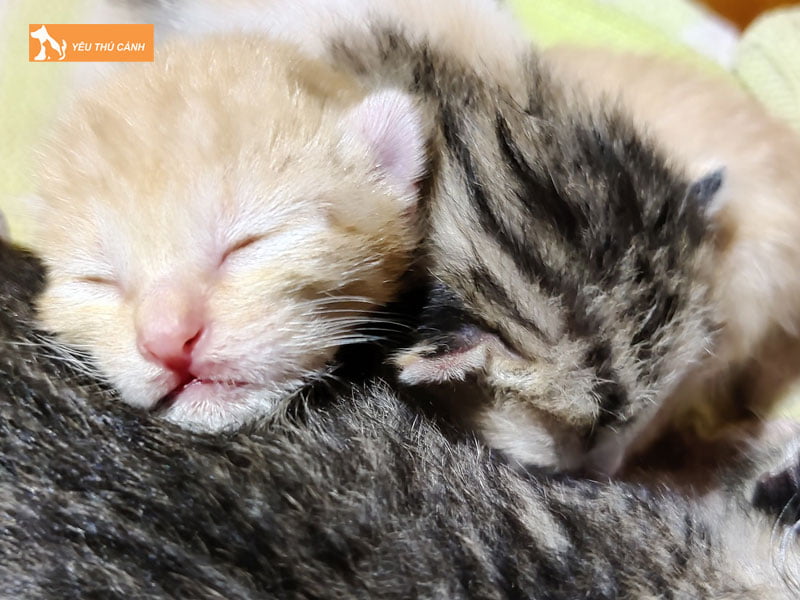 meo-sinh-3-con-nen-danh-de-con-gi-thucanh