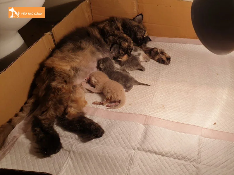 meo-sinh-5-con-thi-nen-danh-con-gi-1-thucanh