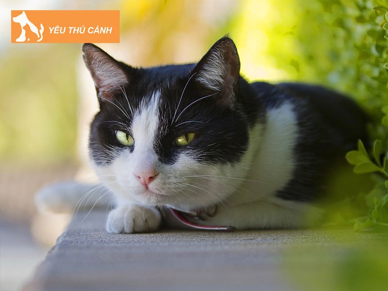 meo-trang-den-vao-nha-danh-con-gi-thucanh