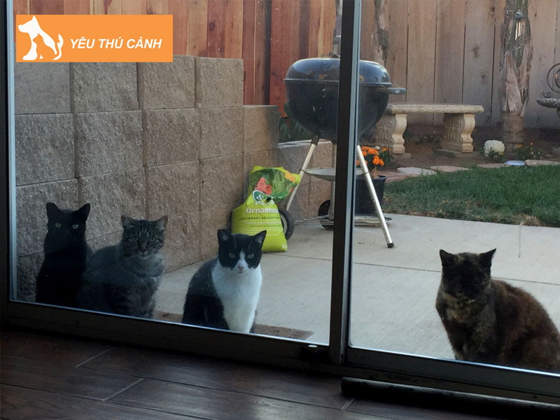 meo-trang-den-vao-nha-la-diem-gi-thucanh