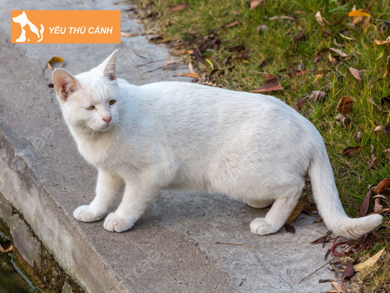 meo-trang-vao-nha-la-diem-gi-thucanh