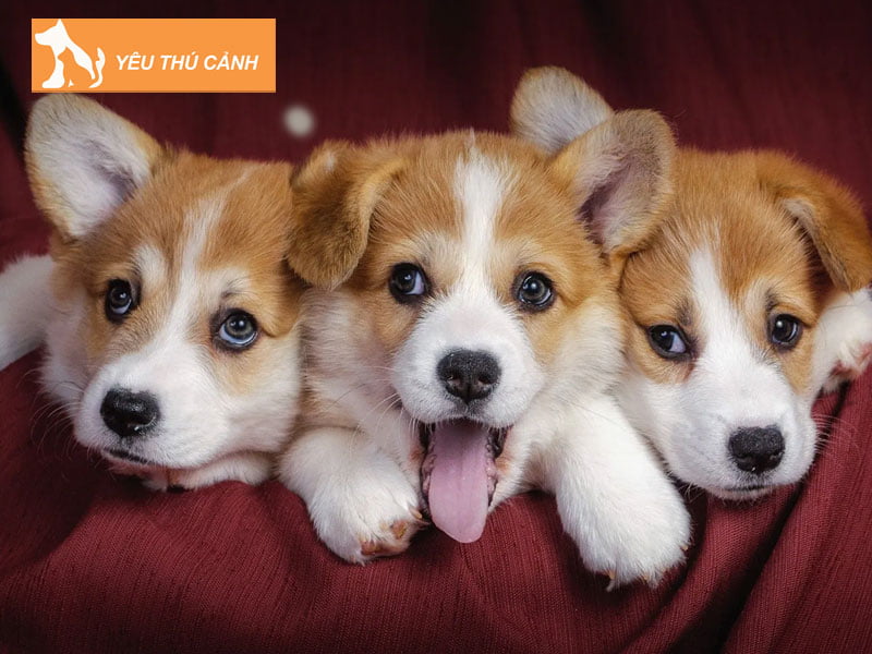 mo-thay-3-con-cho-danh-so-gi-thucanh